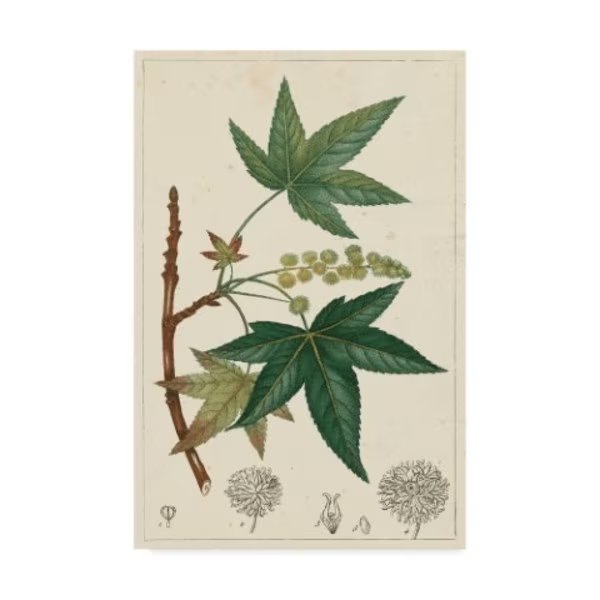 Turpin 'Turpin Maple Tree' Canvas Art, 12x19, Trademark Fine Art, Mfr#: WAG07737-C1219GG